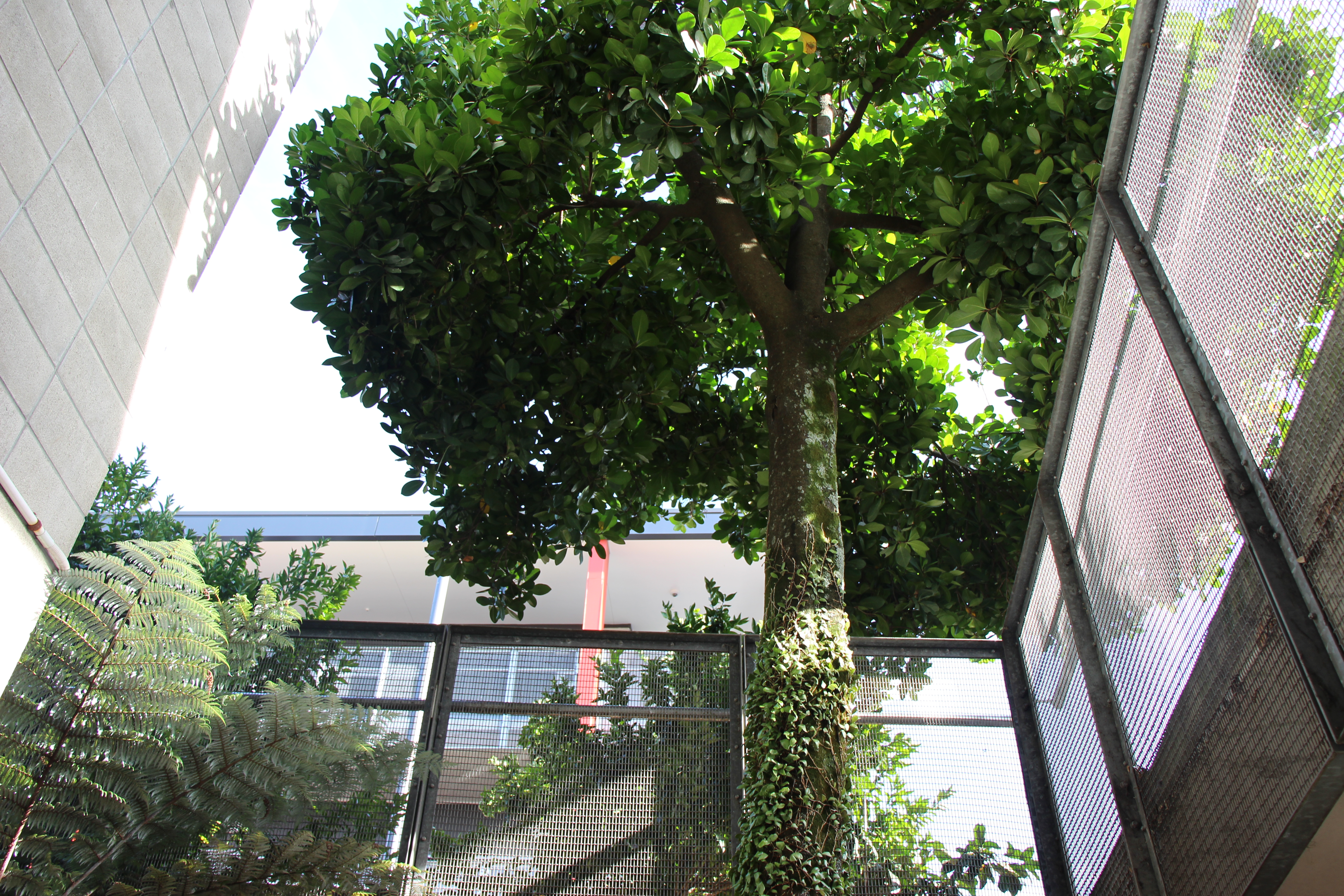 Low angle shot of trees in front of a building at secondary school 