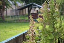 Outdoor photo of a school garden 
