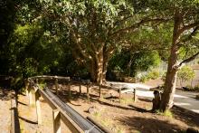 Outdoor amphitheatre in a forested area